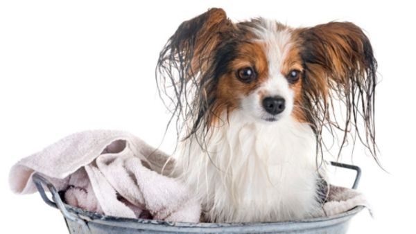 Hundegrruch entfernen - moderne Hygiene
