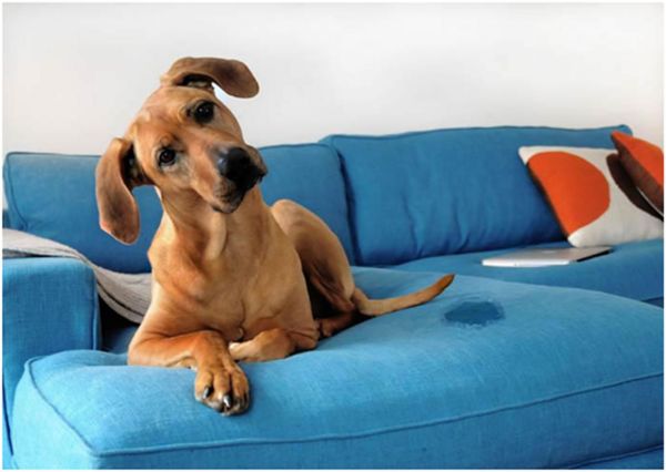 Hundegrruch entfernen - trendige Möbeleinrichtung