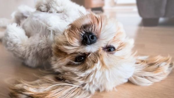 Spiele mit Haustieren Hundegrruch entfernen