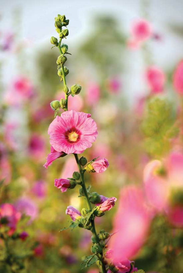 stockrosen pflege rosa blüte gartenblumen sommer