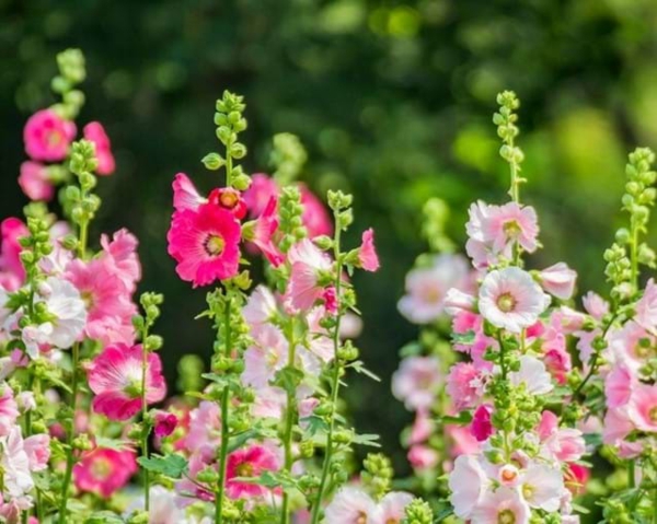 stockrosen pflege schöne frische farben gartenblumen