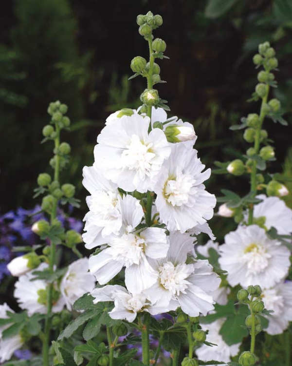 stockrosen pflege schöne gartenblumen sommer weiße blumen