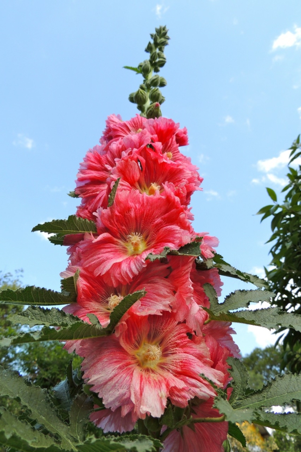 stockrosen pflege sommerliche gartenblumen viele arten verschiedene farben