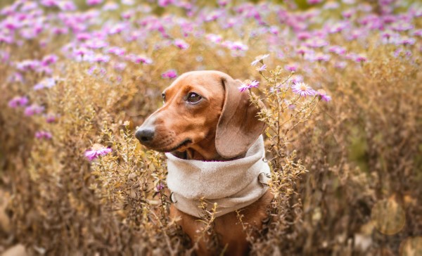 Info rund um Zeckenschutz, die jeder Hundefreund kennen sollte hund dachshund im feld