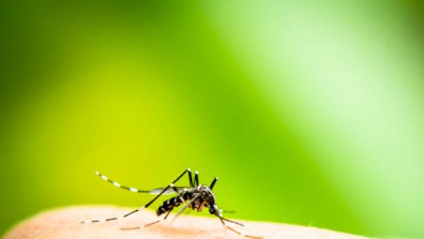 Repelentien Fliegen Mücken Ideen