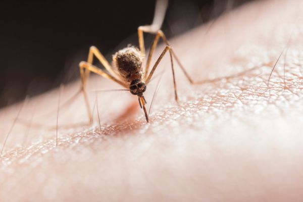 Repelentien diy gegen mücken