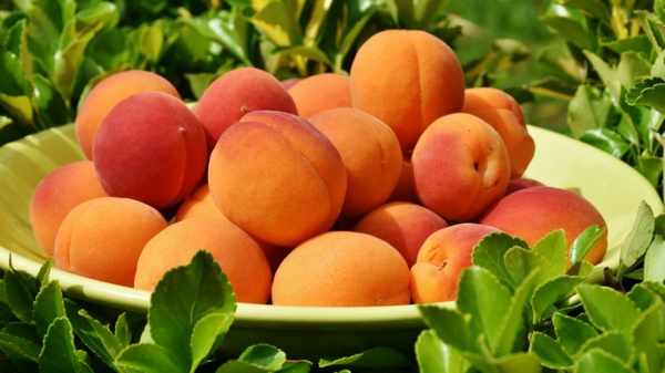 aprikose nährwerte sommerfrüchte gseund essen gesund leben
