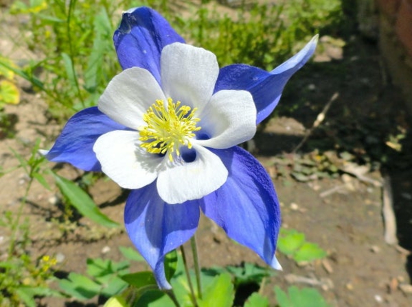 blaue gartenblumen akelei schöne farbkombination weiß blau