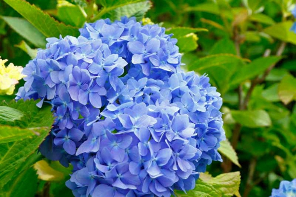 blaue gartenblumen blaue hortensie schöne gartenpflanzen