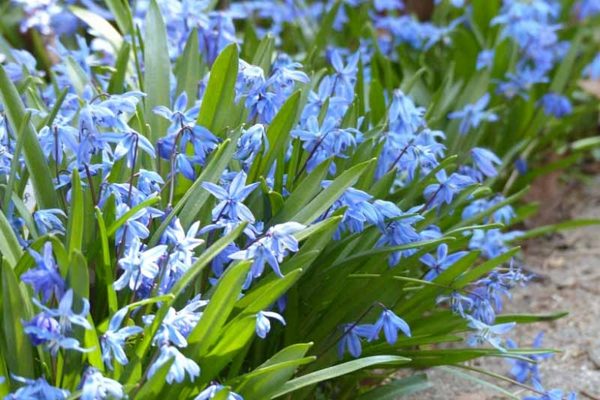 blaue gartenblumen blaustern farbige gartenideen
