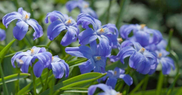 blaue gartenblumen blaustern pflegen schöner garten ideen