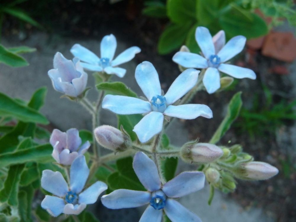blaue gartenblumen frische farben schöne blüten Oxypetalum