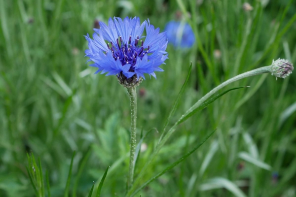 blaue gartenblumen kornblume faszinierende blüte frische farbe