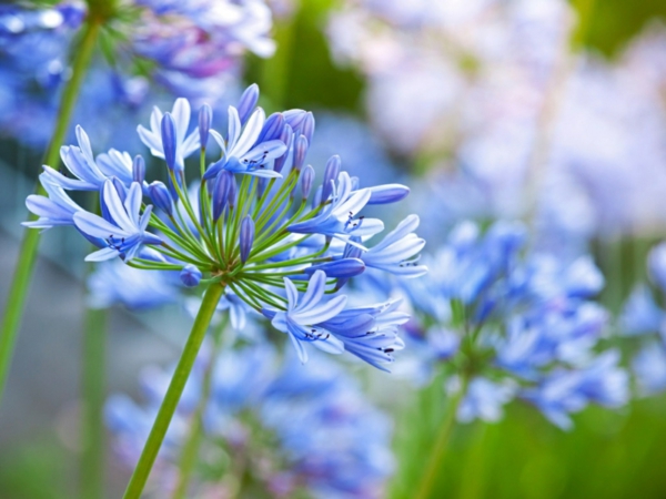 blaue gartenblumen schmucklilie pflegetipps schöne ausstrahlung