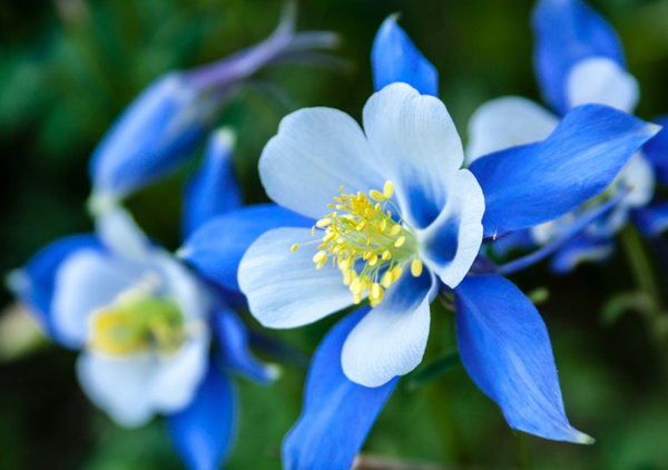 blaue gartenblumen wunderschöne farbtupfer sommer