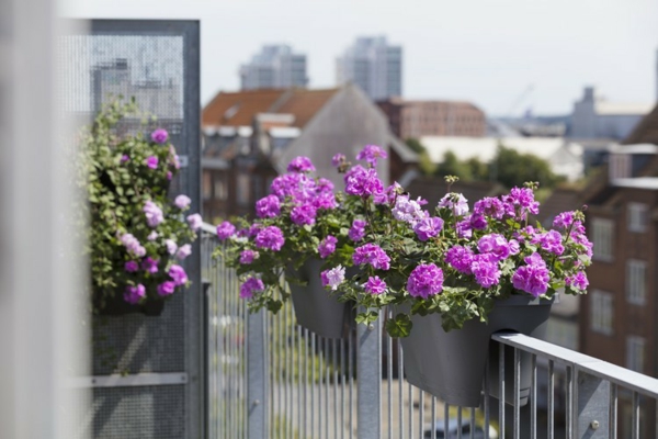 geranien pflege balkon gestalten ideen sommer