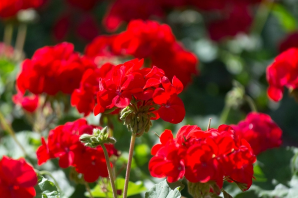 geranien pflege rote blüten beliebte balkonpflanzen