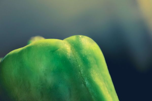 gruene paprika - leckeres gemuese