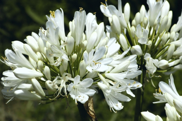 schmucklilie weiße blühten frische sommerblumen