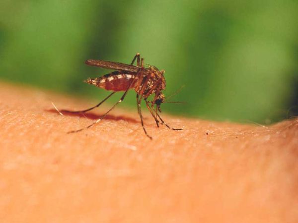 Gesundheit Trends Mückenstiche behandeln
