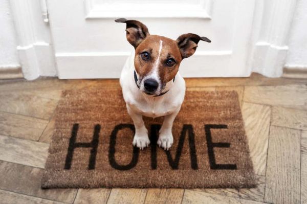 Hund pflegen - Home sweet Home