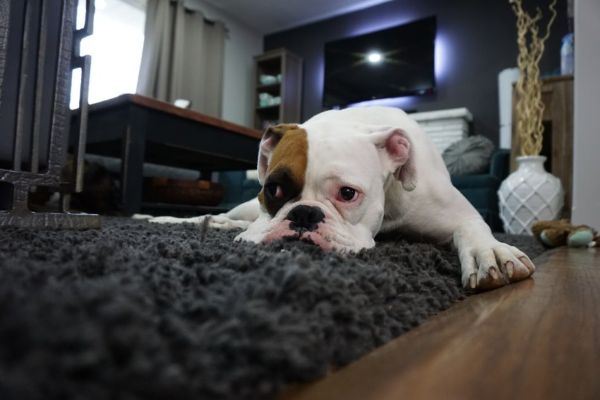 Hund pflegen - ein großartiger Teppich