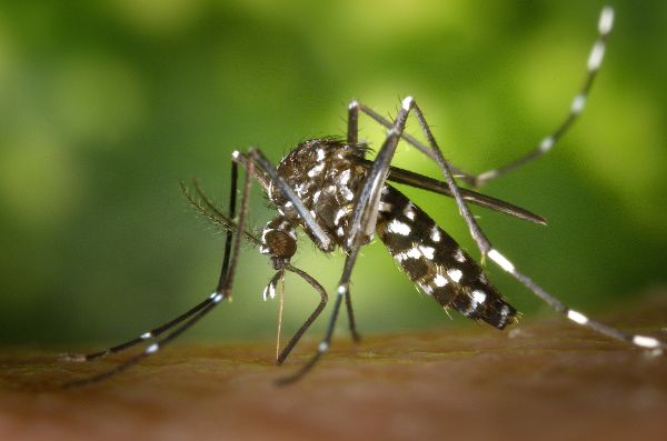 Mücken vertreiben Trends bei den mitteln