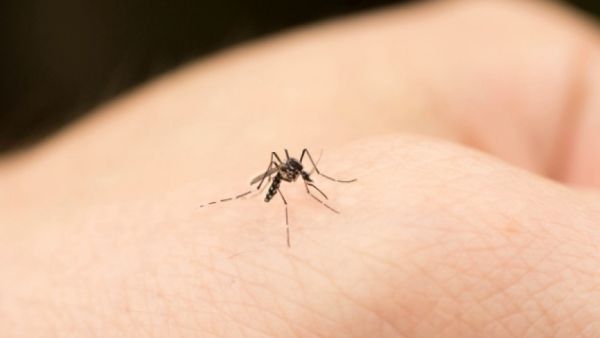 Mücken vertreiben - gefährlicher Ideen
