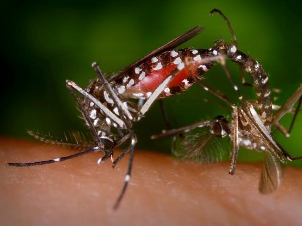 Mücken vertreiben - verscheuen von Insekten