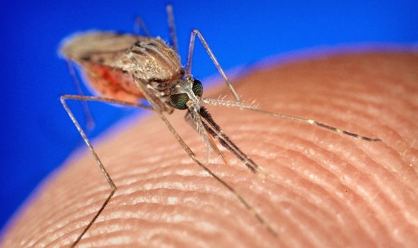 Mücken vertreiben - verschiedene methoden