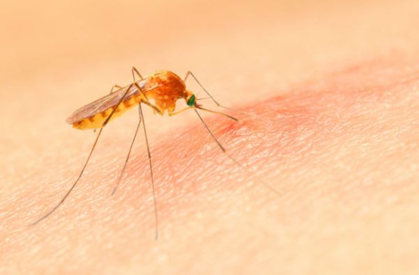 Mückenstich behandeln Gesundheit Tipps