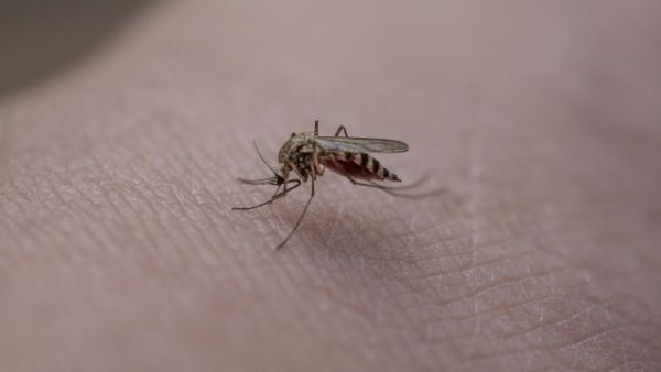 Mückenstiche behandeln Hausmittel Ideen