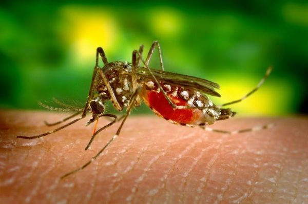 Mückenstiche behandeln gesunder Lebensttil