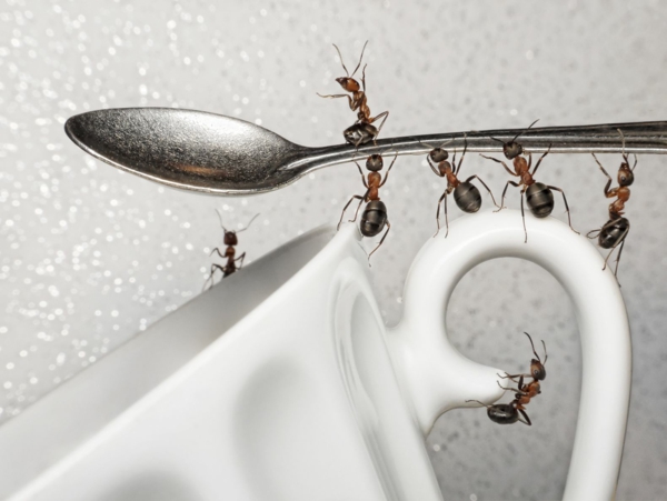 ameisen vertreiben ameisen in der küche ameisen in haus