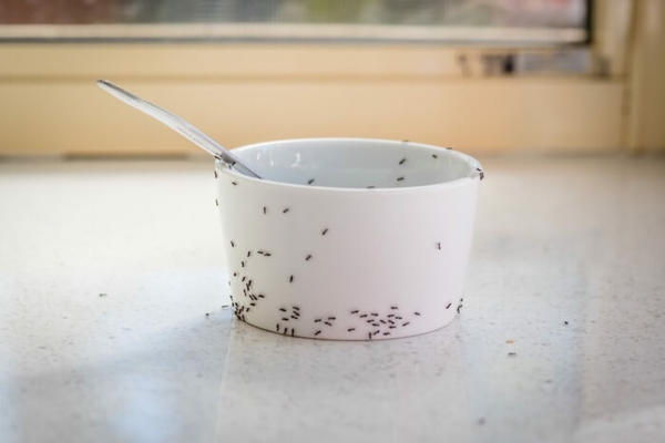 ameisen vertreiben ameisen kolonie ameisenstraße hausmittel gegen ameisen