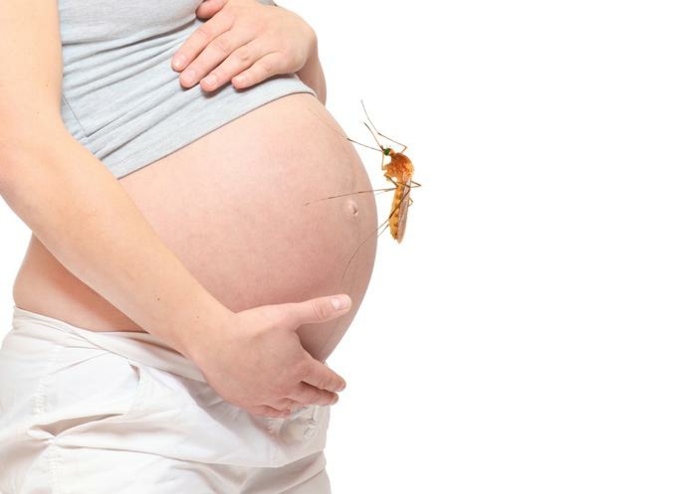Pregnant belly with big mosquito.