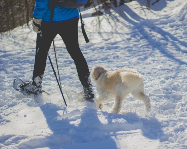 Top 3 der schönsten Destinationen für Schneeschuhwandern in Deutschland wandern mit dem hund