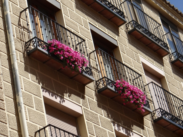 balkonblumen petunien