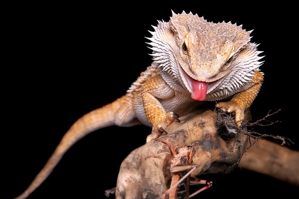 Artgerechte und vernünftige Bartagamen Haltung – Tipps rund um die Pogona Pflege bearded dragon frisst heuschrecke