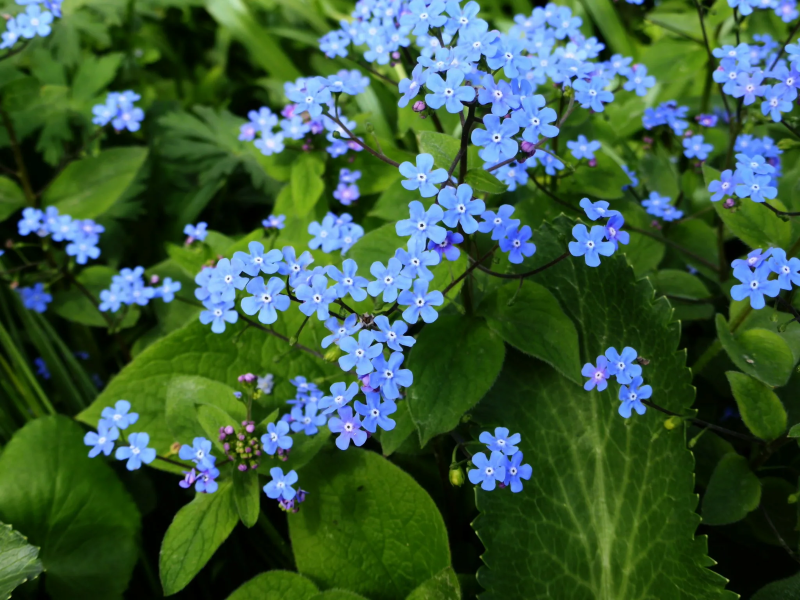 7 bluehende Schattenpflanzen fuer Garten und Balkon Kaukasusvergissmeinnicht volle bluete blau