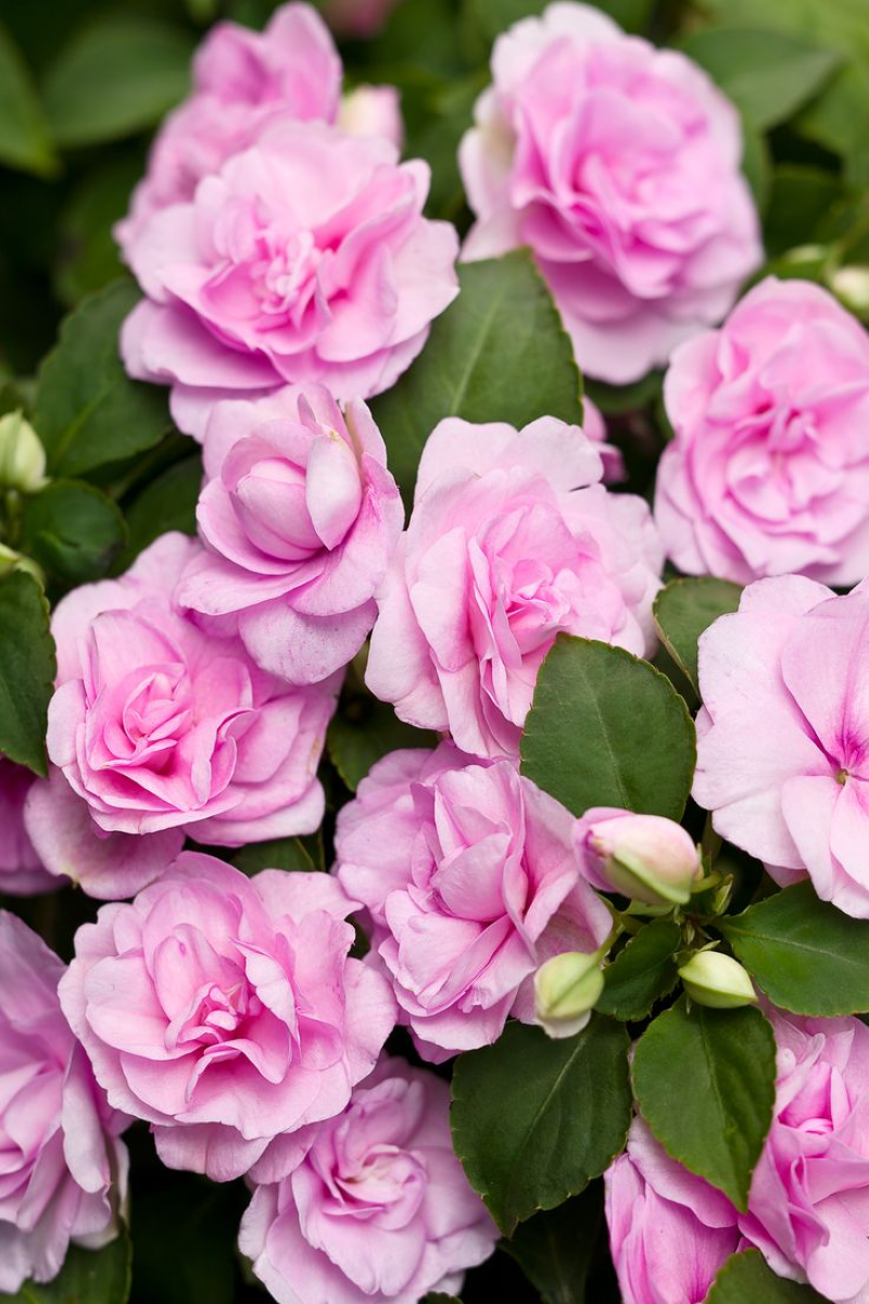 7 bluehende Schattenpflanzen fuer Garten und Balkon fleissiges lieschen wie rosen rosa