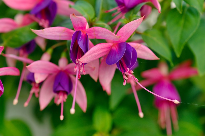 7 bluehende Schattenpflanzen fuer Garten und Balkon klassische gefuellte fuchsie lila rosa