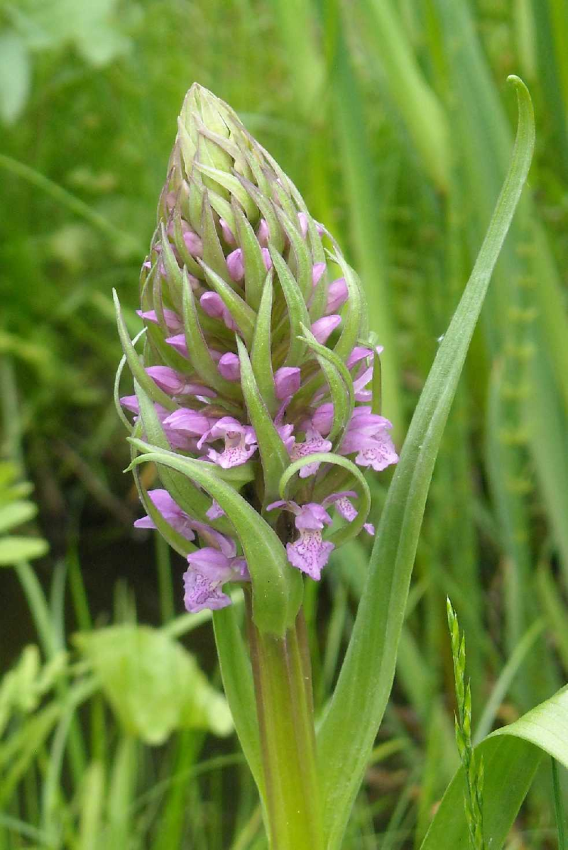 Knabenkraut – Pflegetipps und Wissenswertes ueber die heimische Orchidee knospe jung orchidee