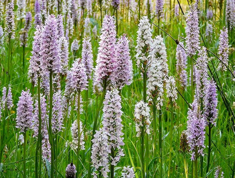 Knabenkraut – Pflegetipps und Wissenswertes ueber die heimische Orchidee nasswiese mit ueppiger bluetenpracht