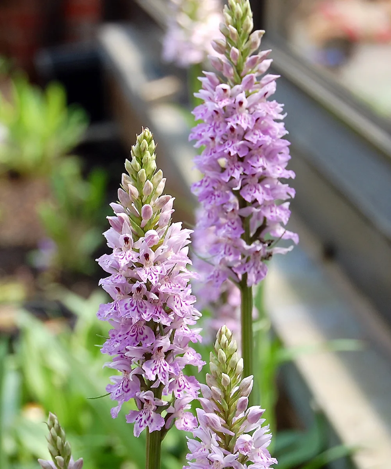 Knabenkraut – Pflegetipps und Wissenswertes ueber die heimische Orchidee schoene wildorchidee in voller bluete