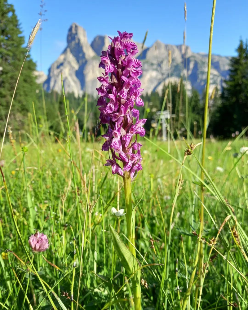 Knabenkraut – Pflegetipps und Wissenswertes ueber die heimische Orchidee schoene wildorchideen in den alpen