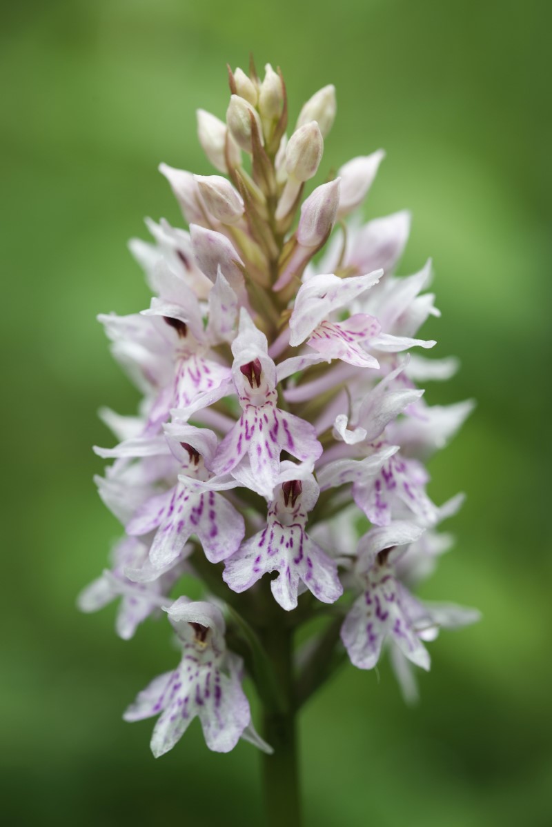 Knabenkraut – Pflegetipps und Wissenswertes ueber die heimische Orchidee weisse wildorchidee im eigenen garten