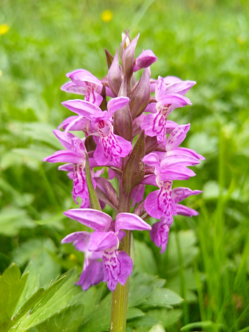 Knabenkraut – Pflegetipps und Wissenswertes ueber die heimische Orchidee wilde orchidee lila gemustert