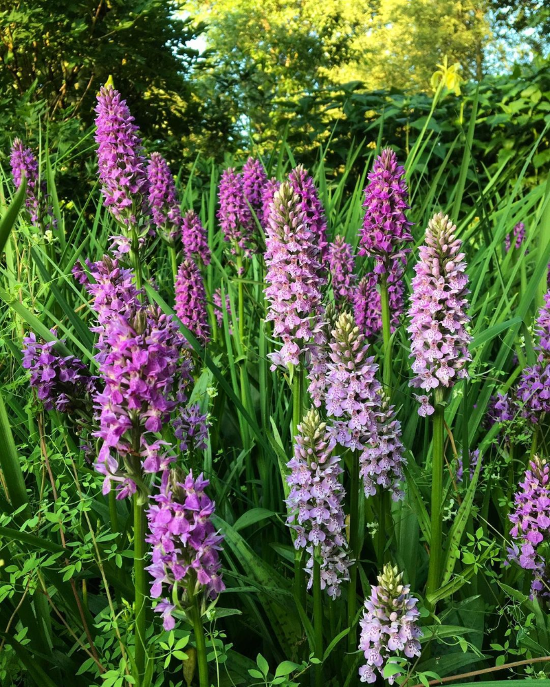 Knabenkraut – Pflegetipps und Wissenswertes ueber die heimische Orchidee wundervolle bluetenpracht garten